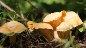 У неё нет конкурентов! Поход за лисичками