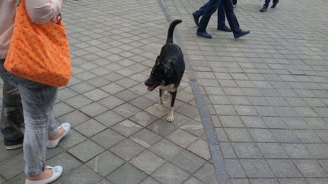 Собака чуть не укусила парня смотреть онлайн