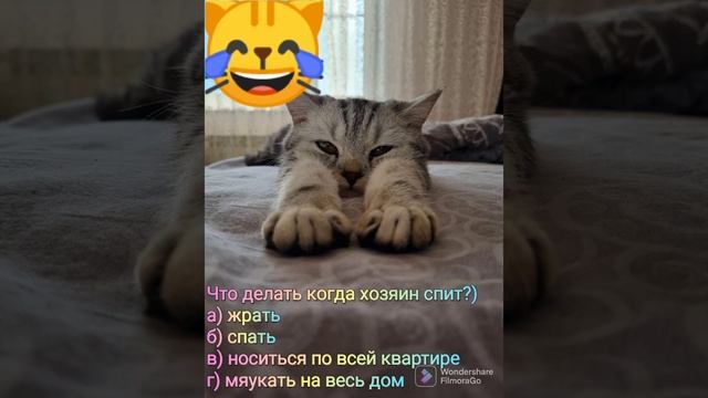 что делать#котики #рекомендации