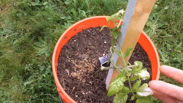 Как приживаются томаты при высадке в открытый грунт / Прозрачные листья томатов / 22 Мая 2015 смотреть онлайн