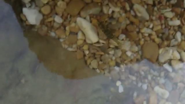 креветка с хищнолапками.AVI смотреть онлайн