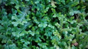 Selaginella karussiana / leen alla / ලේන් අල්ල