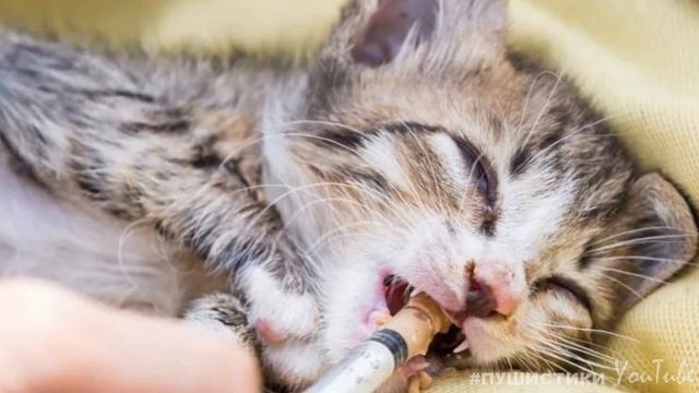 Кошка которую выбросили с котятами в лесу отважно защищала своих малышей от собак