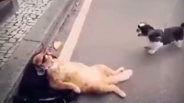 А мне все пофиг!\кот-пофигист#кот #смех #котыприколы #жиза #пофигизм смотреть онлайн