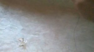 Поводок с подводным поплавком на сома и другую рыбу.