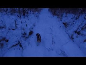 Размышление об охоте с биглями. Ответы на вопросы.  И не добытый заяц !!!))))))