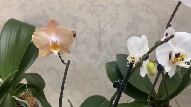 Начало зимнего цветения орхидей 2 часть смотреть онлайн