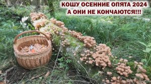 💥КОШУ ОСЕННИЕ ОПЯТА 2024👉А ОНИ НЕ КОНЧАЮТСЯ! 🍄ГРИБНИК СБЕЖАЛ из ЛЕСА оставив ГРИБЫ!!!