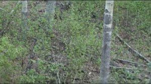 Вы ДОЛЖНЫ Это Увидеть! Эти Редкие Случаи с Животными Снятые На Камеру