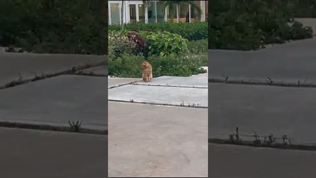 Встретили прикольного котика на территории гостиницы на Кубе