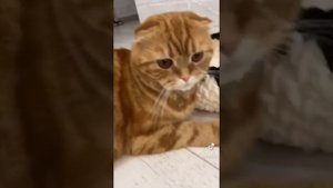 Кошка собирается Рожать? Все как у людей ? Подготовка к родам