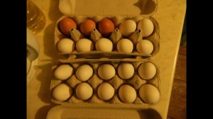 Куры.#6. Молодки становятся несушками.Количество яиц увеличивается.