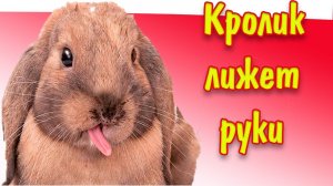 Почему кролик лижет руки человека