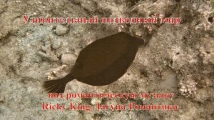 Удивительный подводный мир Коробочка Кузовок Аравийский под музыку Ricky King Лагуна Романтика