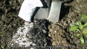 Яблоня Лобо