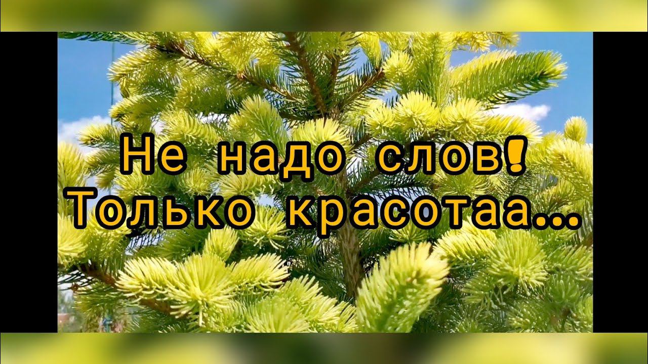 Редкие хвойные растения! Без слов! Только красотаа на солнышке... Июнь 2023