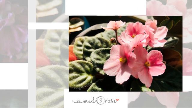 Hoa đẹp ngày Tết 「African Violets」 （´◔౪◔） смотреть онлайн