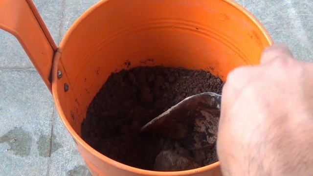 Learn How to Grow n Care for Cypress Vine Properly [With Results] смотреть онлайн