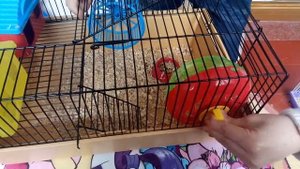 Пересаживаем хомячков-джунгариков в новую клетку