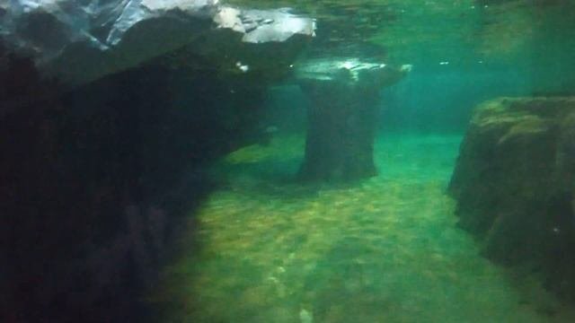 ВОРОНЕЖСКИЙ ОКЕАНАРИУМ