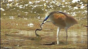 Удивительная рыбалка! Жёлтая цапля не поделила рыбу с водяным ужом