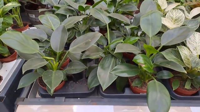 ВЫБИРАЮ КОМНАТНЫЕ ЛИСТВЕННЫЕ ЦВЕТЫ для ДОМА... смотреть онлайн