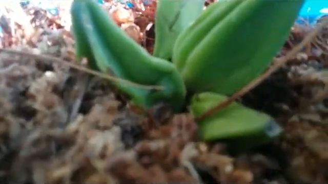 2 Species Orchids- Phal Amabilis In Buds +  Divide Coelogyne Speciosa  From Mother Plant