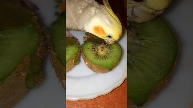 Parrot eating kiwi// Попугай ест киви?