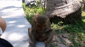 Вьетнам, остров обезьян