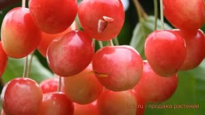 Черешня обыкновенный Медуница (chereshnya-medunitsa) ? обзор: как сажать, саженцы черешни Медуница