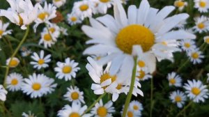 Ромашки в 4К