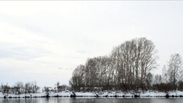 Озеро Светлое. Лебеди кликуны. Алтай смотреть онлайн