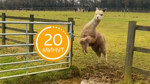 Самые смешные животные на ферме