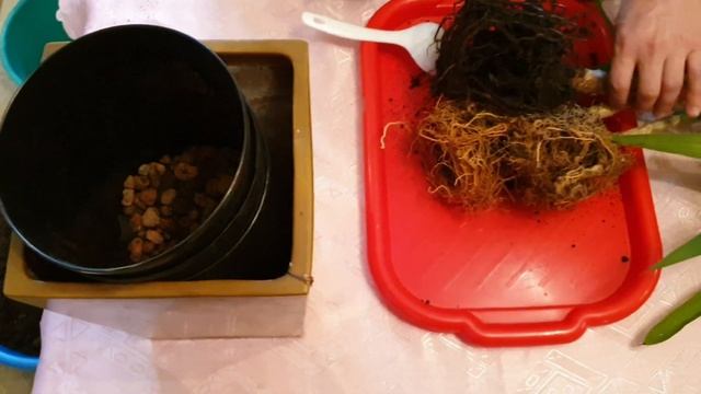 Юкка, Драцена Душистая, Драцена Деремская. Пересадка.