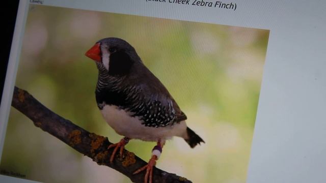 Разновидности зебровых амадинов , каких окрасов они бывают ? смотреть онлайн