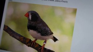 Разновидности зебровых амадинов , каких окрасов они бывают ?