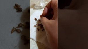 Как прорастить виноград из косточки ч.2