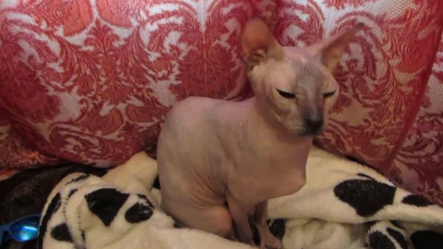 сфинкс кошка и кот с шерстью испугался сфинкса смотреть онлайн