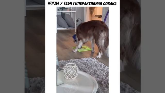 полезный лайфхак для владельцев гиперактивный собак! useful life hack for owners of hyperactive dog