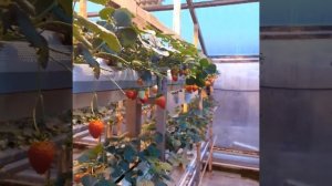 Сравнение натриевой лампы ДНАЗ и обычного светодиодного светильника