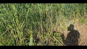 Борьба с камышом на участке.Грейдер помоги.