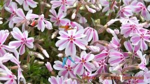 Флокс шиловидный Кэнди Страйпс (phlox subulata) ? обзор: как сажать, рассада флокса Кэнди Страйпс