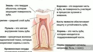 Из чего состоит зуб. Терапевтическая стоматология. Вопрос 12.