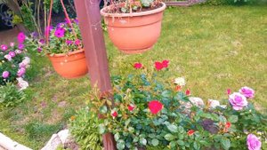 Парковые розы в ландшафтном дизайне. Розы уже радуют цветением. Park roses in landscape design.