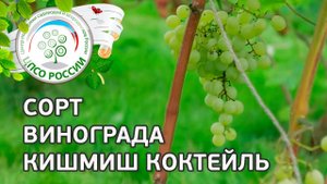 Сорт винограда Кишмиш Коктейль. Описание сорта винограда Кишмиш Коктейль.