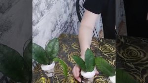 новинки хоий,хойи хойи, гиганская хойя.