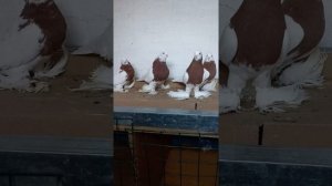 Голуби капканы красногрудые