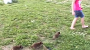 Забавные еноты #1 - подборка смешных животных | Попробуй не улыбнуться! | Приколы с енотами | Милот