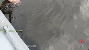 Ловля щуки на съедобную резину