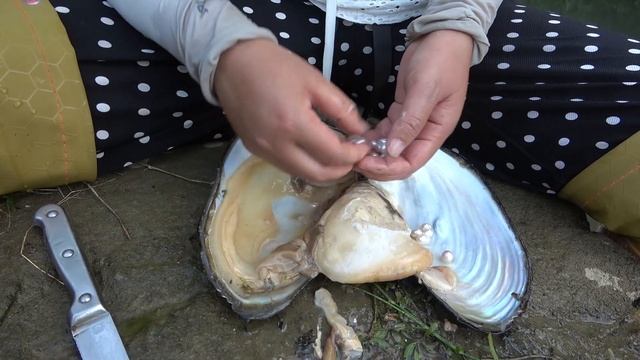 珍珠，珍珠蚌，荒野的河道里的野生珍珠蚌开采粉色珍珠的过程 смотреть онлайн